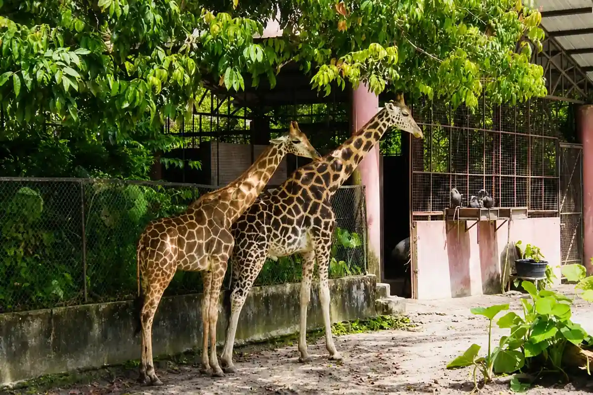Zirafah di Zoo Taiping dan Night Safari